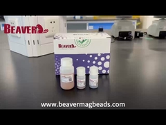 BeaverBeads Magnetic Beads Streptavidin SA Diâmetro 1um Chemiluminescence Proba de triagem de células C