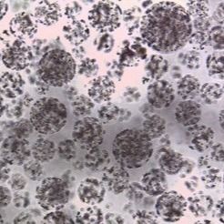 Qualidade  Protein Purification Magnetic Agarose Beads 10 - 30 μm 20% Volume Ratio 50 mL Fábrica