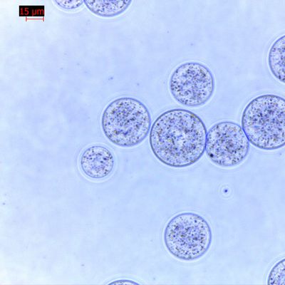 Qualidade  Agrose Magnetic Beads Protein Purification 30 μm 10% Volume Ratio 100 mL Fábrica