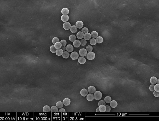 grânulos magnéticos de 1μm Streptavidin para a pilha da quimioluminescência que classifica a captação da ponta de prova