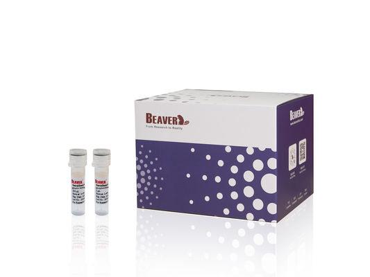 Kit de ácido nucleico BeaverBeadsTM Reagente de purificação de PCR para recuperar DNA e remover impurezas de produtos de PCR