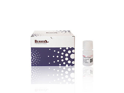 BeaverBeads Grupo de ácido sulfónico 15-50um MCX Nanopartículas