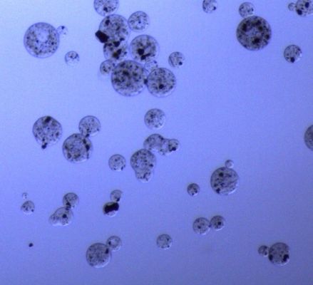 grânulos magnéticos do Agarose de 5 mL para a purificação 30 da proteína - 150 relação do volume do μm 20%