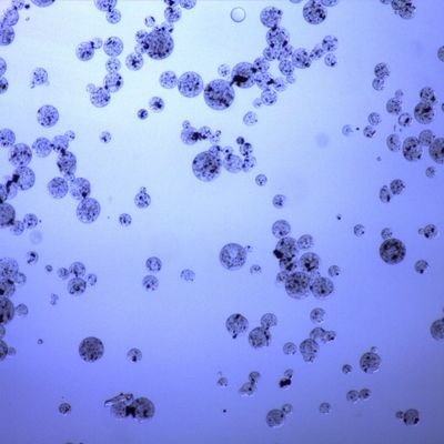 Grânulos magnéticos Carboxyl do Agarose para a relação do volume da purificação 20% da proteína 50 mL