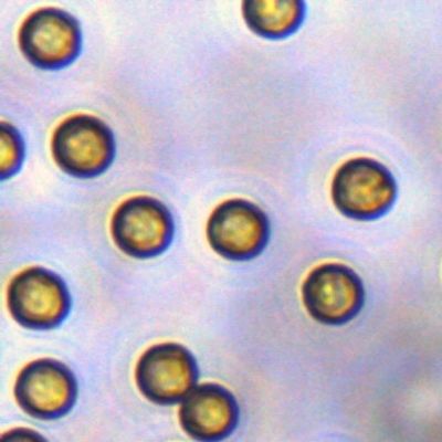 Streptavidin SA Magbeads de 5μm para o magnésio/mL da captação 10 da ponta de prova 1 mL