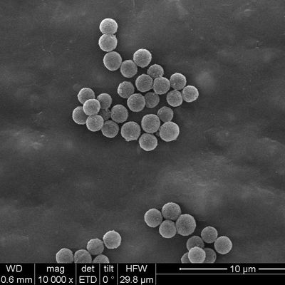 O SA Streptavidin encapsulou os grânulos magnéticos 300nm para o magnésio/mL da captação 10 da ponta de prova 100 mL