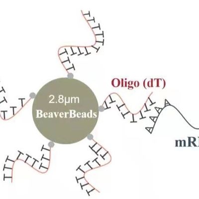 os grânulos magnéticos oligo do descolamento do μm de 2 mL 2,8 capturam o mRNA de alta qualidade