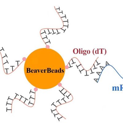 grânulos magnéticos oligo do descolamento do μm 1mL 2,8 para o jogo de construção FDA da biblioteca do ADN