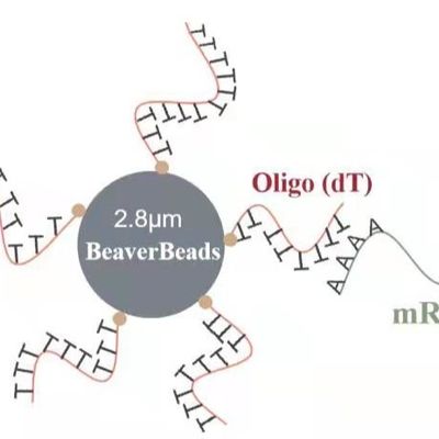 5 2,8 mL de construção magnética oligo Kit Capture High Quality mRNA da biblioteca do ADN dos grânulos do descolamento do μm