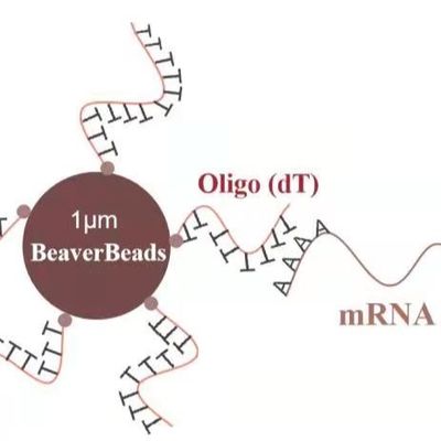 o descolamento magnético de Kit Oligo da construção da biblioteca do ADN de 5 grânulos do μm do mL 1 liga mRNA A poli