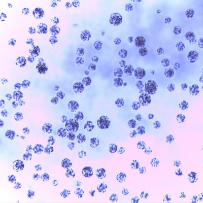 grânulos magnéticos do Agarose de 5 mL para a purificação 30 da proteína - 150 relação do volume do μm 20%